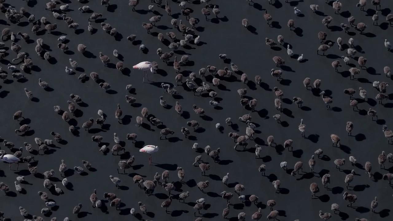 Video thumbnail for Türkiye: Heartwarming spectacle as thousands of flamingo chicks emerge in Türkiye.