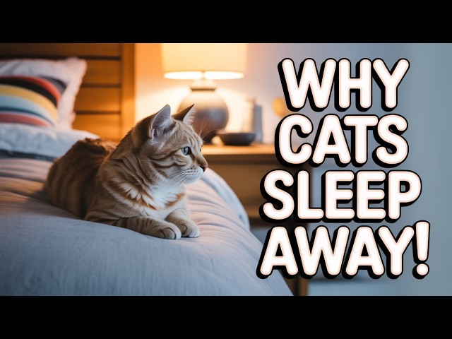 Video thumbnail for Why Your Cat Suddenly Sleeps Away From You (It’s Not What You Think)