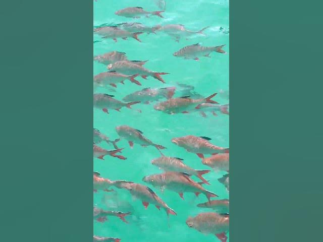 Video thumbnail for 13392869 1080 1920 60fps