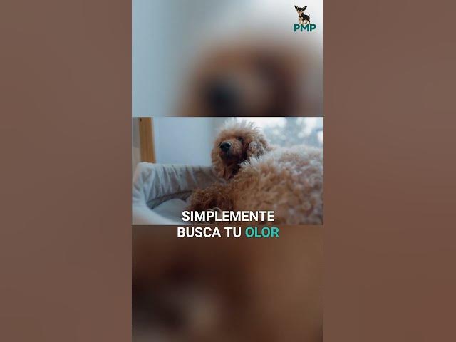 Video thumbnail for ¡Calma! ¿Por qué tu perro rasca el suelo? Guía práctica #shorts