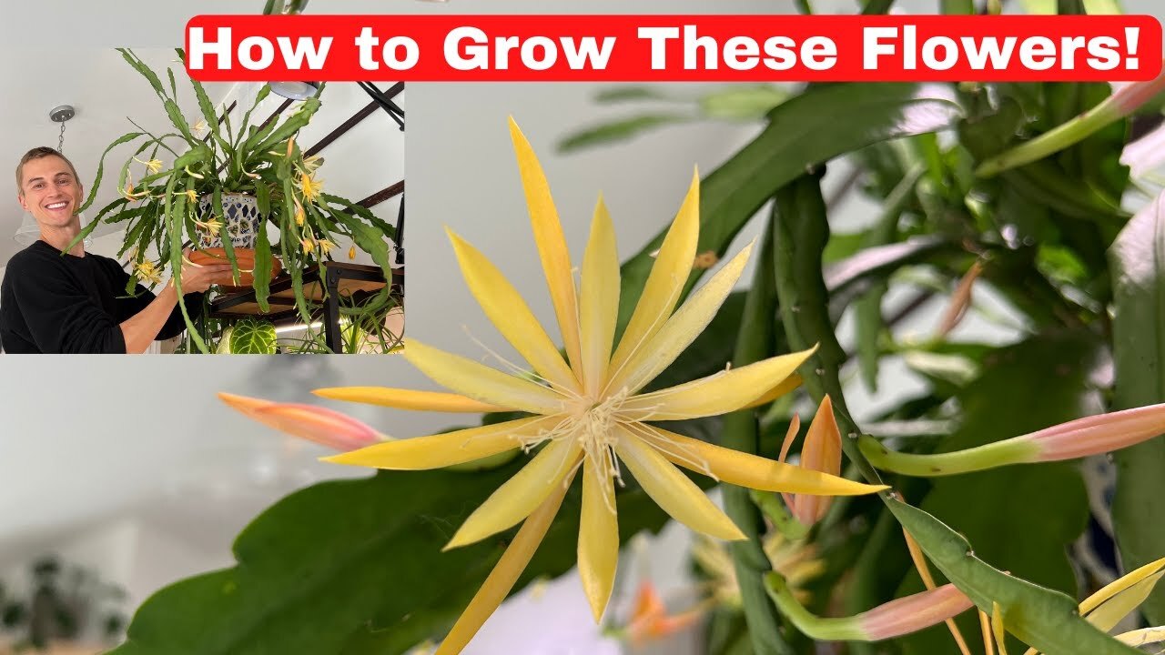 Video thumbnail for FLOWERING ORCHID CACTUS - Epiphyllum & Disocactus Growing Tips to Get Orchid Cactus to Bloom