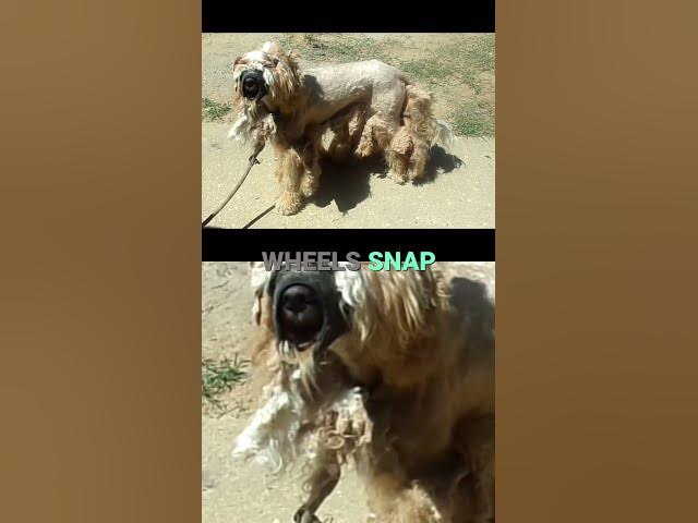Video thumbnail for The Last Resort for Difficult Dog 🐾❤️