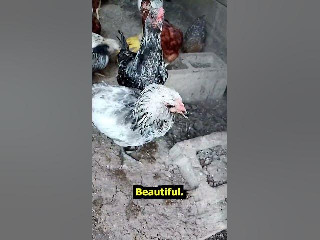 Video thumbnail for Baby Chick Grow Out Barn Sept 14, 26 #Shorts