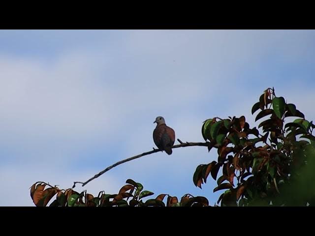 Video thumbnail for Famel of dove bird forest | Dove wild bird