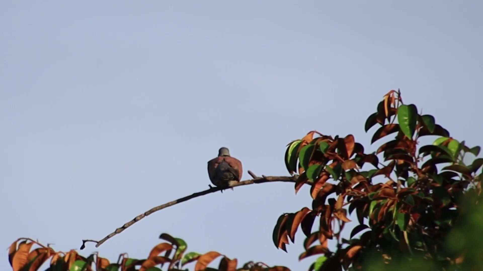 'Video thumbnail for Cute female forest dove | Dove bird at forest'