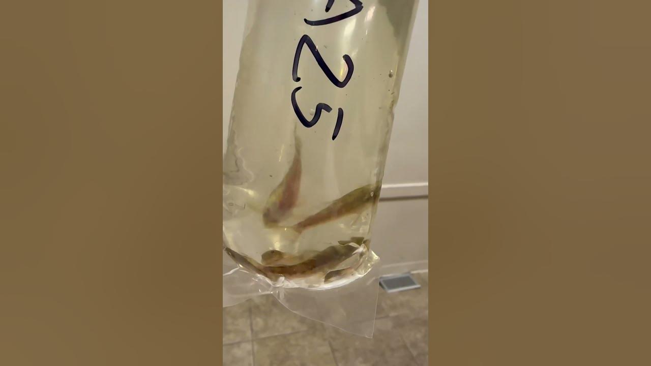 Video thumbnail for First time seeing lda25 plecos. Confused them for Corys