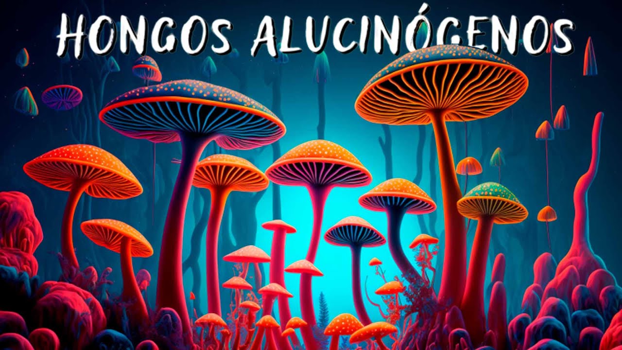 'Video thumbnail for 🍄 ¿Qué son los HONGOS ALUCINÓGENOS y la PSILOCIBINA? 🤔 ¿Cuál es su HISTORIA, EFECTOS y BENEFICIOS?'