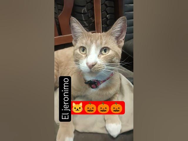 Video thumbnail for JERÓNIMO #dj #musica #cat #techno #music