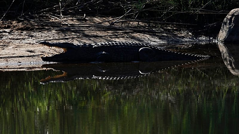 Video thumbnail for SA: Captain’s crocodile retrieval sparks applause for bravery