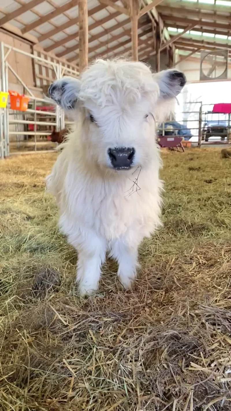 Video thumbnail for Fluffy White Highland Calf and the Cutest Barn Nose