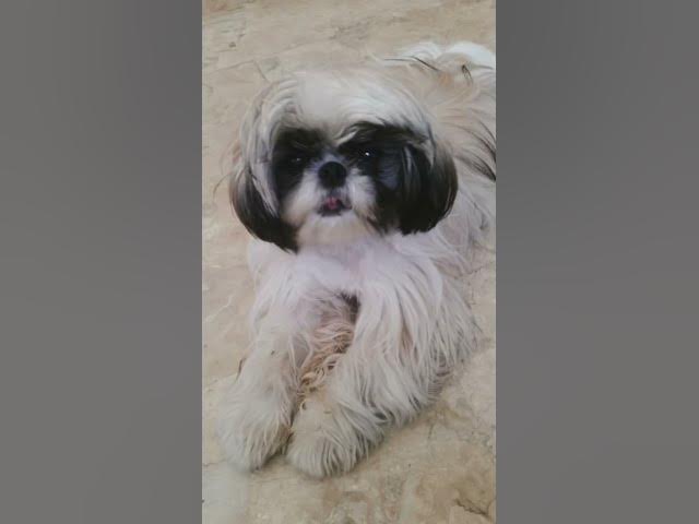 Video thumbnail for Chummy And Lala When They’re Still Little| Cute Shih Tzu #cuteshihtzu #shihtzu