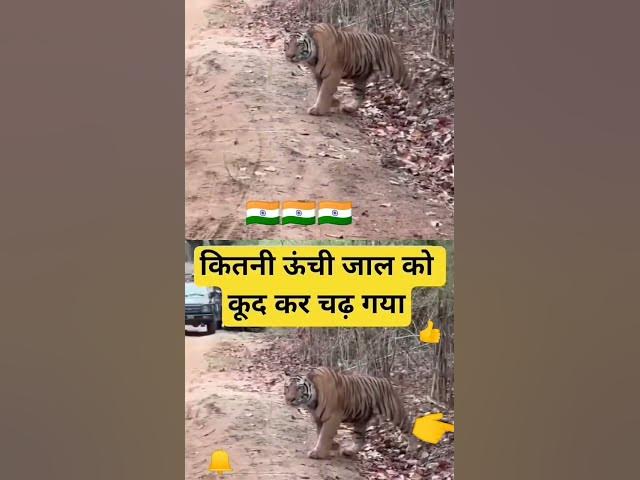 Video thumbnail for harimau Sumatra perhutani India