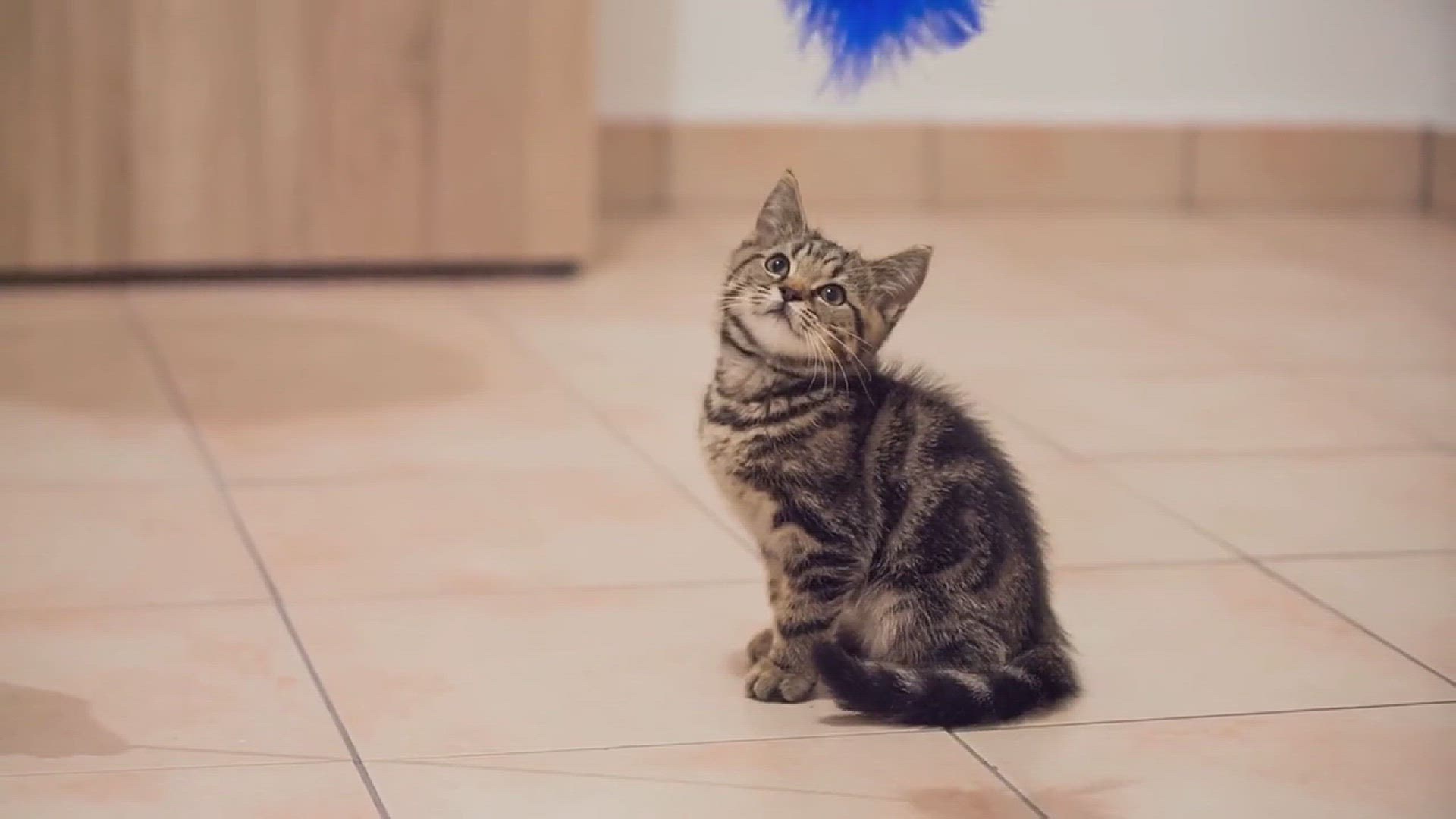 'Video thumbnail for Ultimate Guide to DIY Cat Toys'
