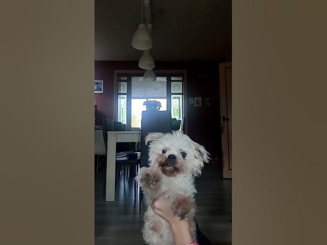 Video thumbnail for #funny #loop