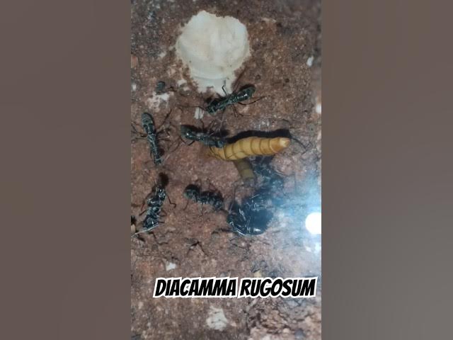 Video thumbnail for Mi nueva colonia de #diacamma #rugosum #shorts #viral #ants
