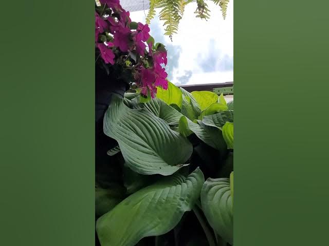 Video thumbnail for beautiful flowers lovely colorfull flowers.!!