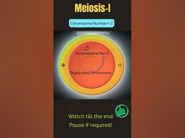 Video thumbnail for Meiosis Animation