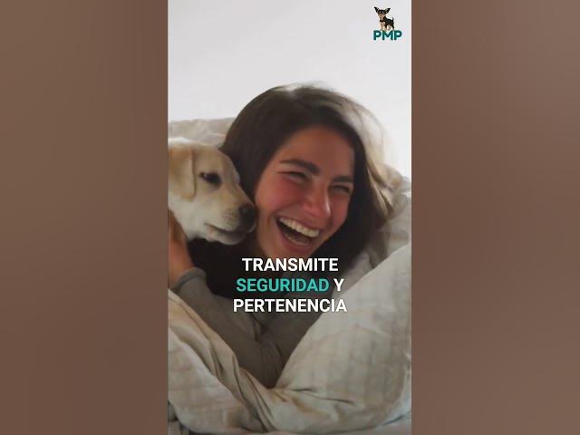 Video thumbnail for Calma a tu perro: consejos clave y aroma familiar #shorts