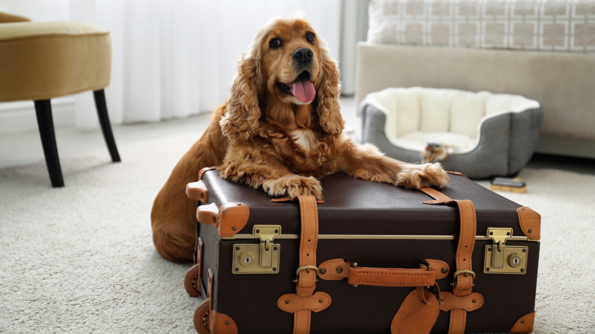 Video thumbnail for Dog Travel Essentials You Should Never Forget On Vacation