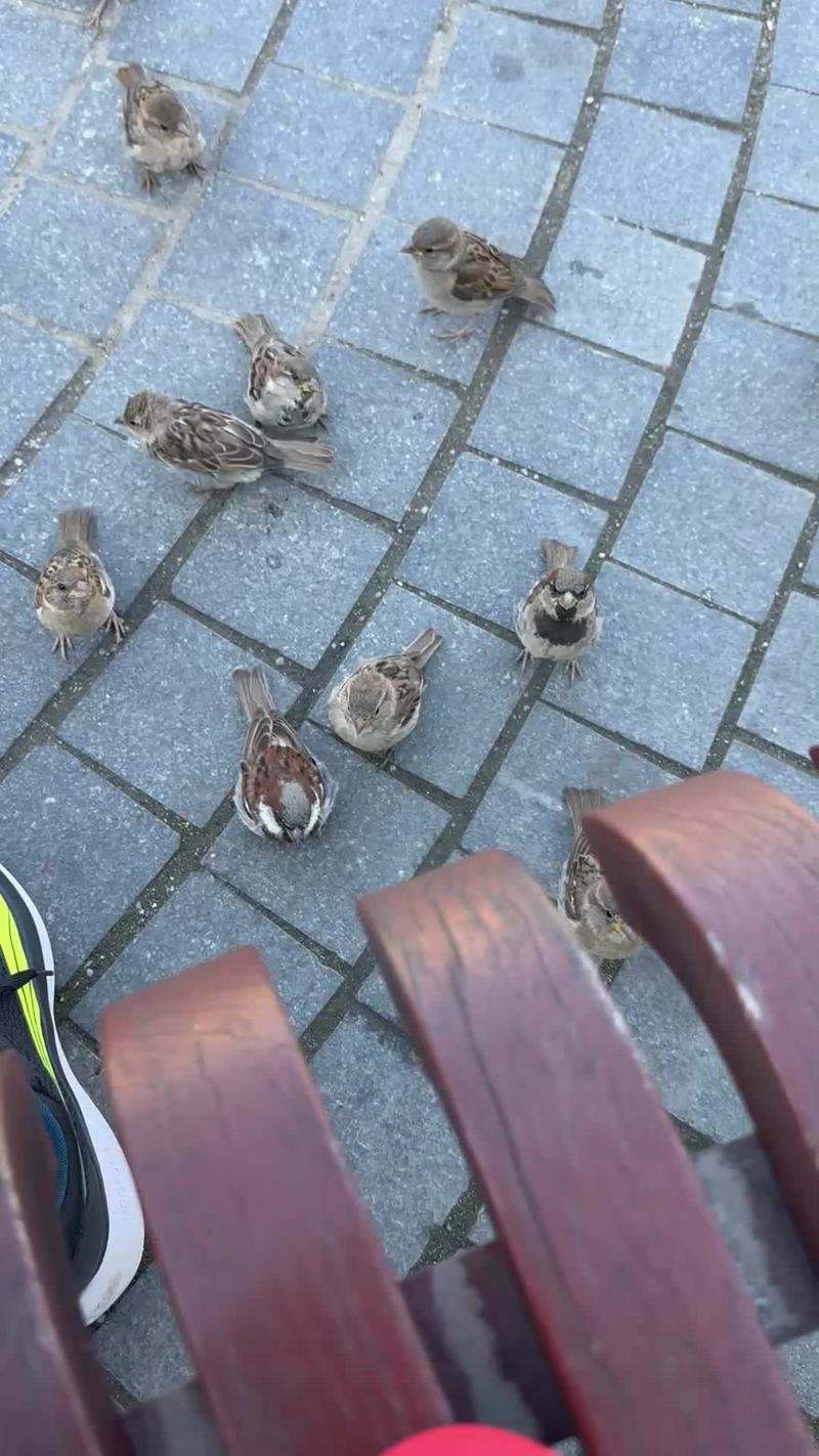 Video thumbnail for Sparrows Gathering for a Snack beside the Park Bench