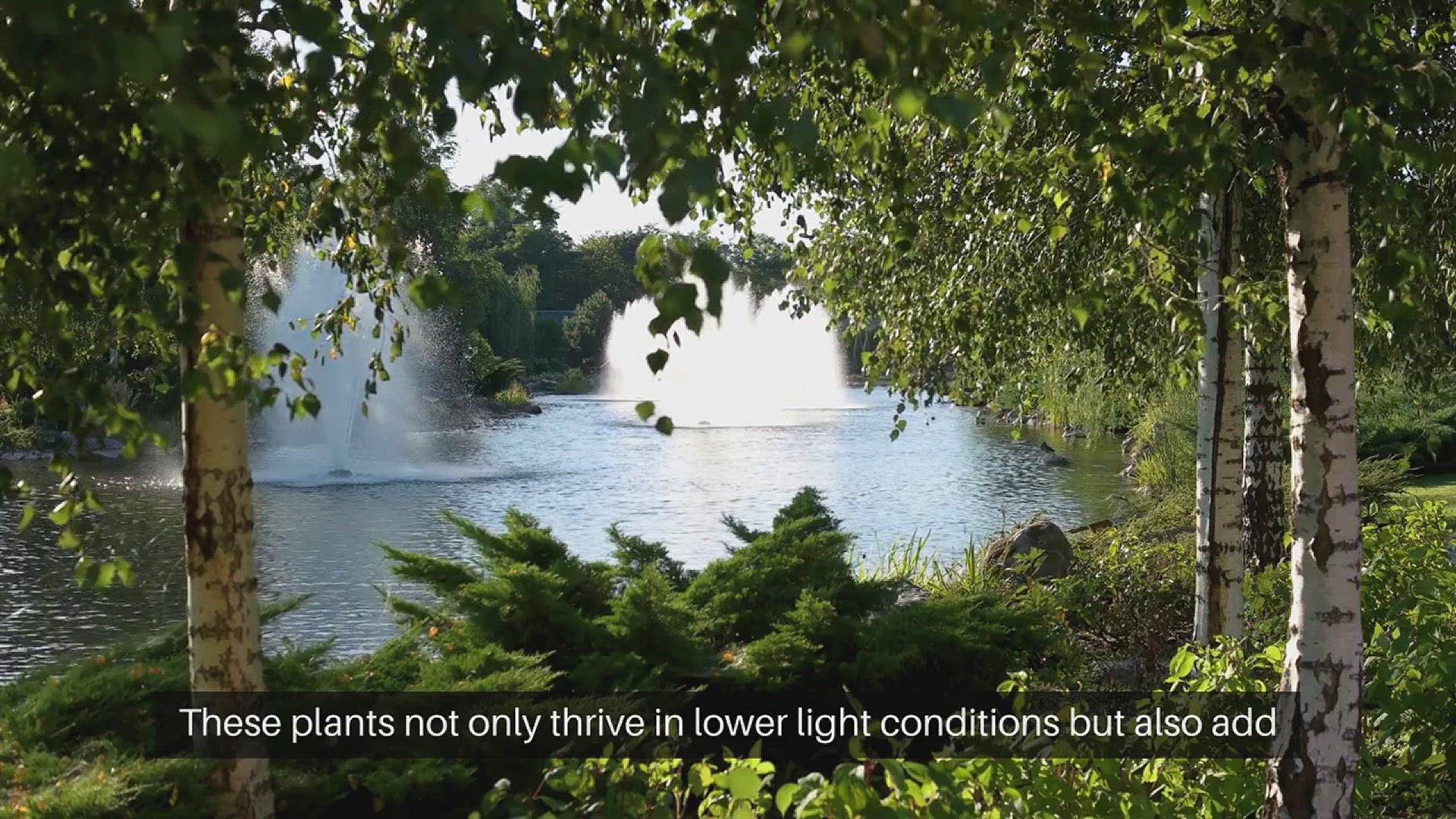 Video thumbnail for Top Shade Loving Plants for Your Garden