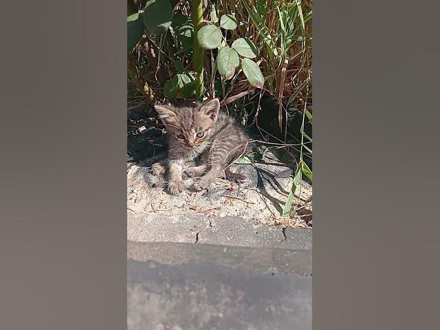 Video thumbnail for Cute kitty😍😘🥰#shorts