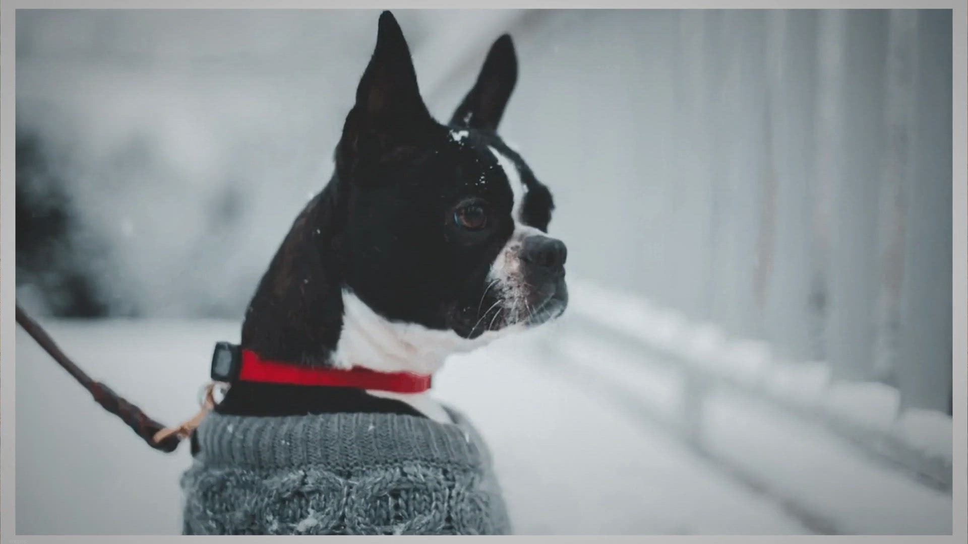 Video thumbnail for Boston Terrier Peeing in House