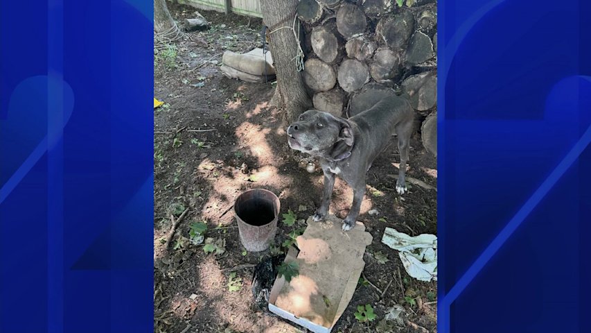 Video thumbnail for Bellport man charged with animal cruelty for dog found wounded, underweight and infested with flies