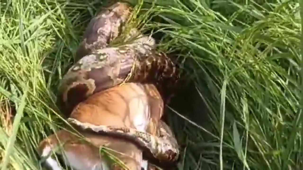 Video thumbnail for India: Fatehpur: 12-foot python swallows nilgai calf in paddy field.