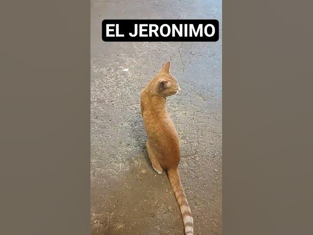 Video thumbnail for el jeronimo#cat #music