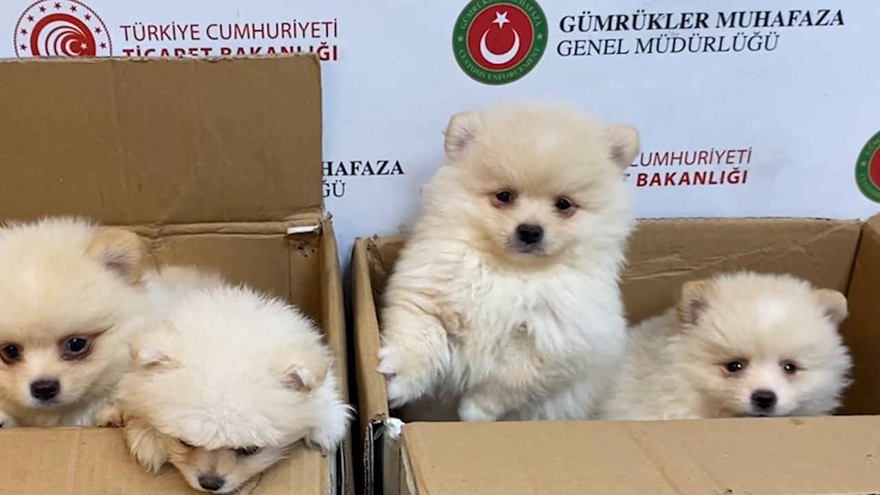 Video thumbnail for Türkiye: Six Pomeranian puppies rescued in Turkish border smuggling bust.