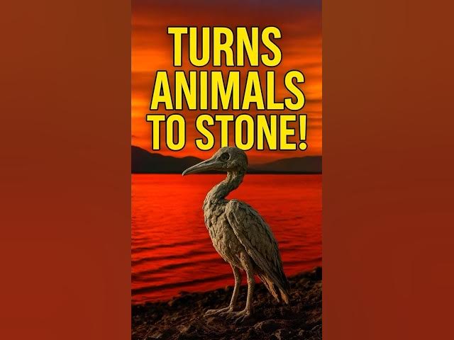 Video thumbnail for The Lake That Turns Animals Into Stone