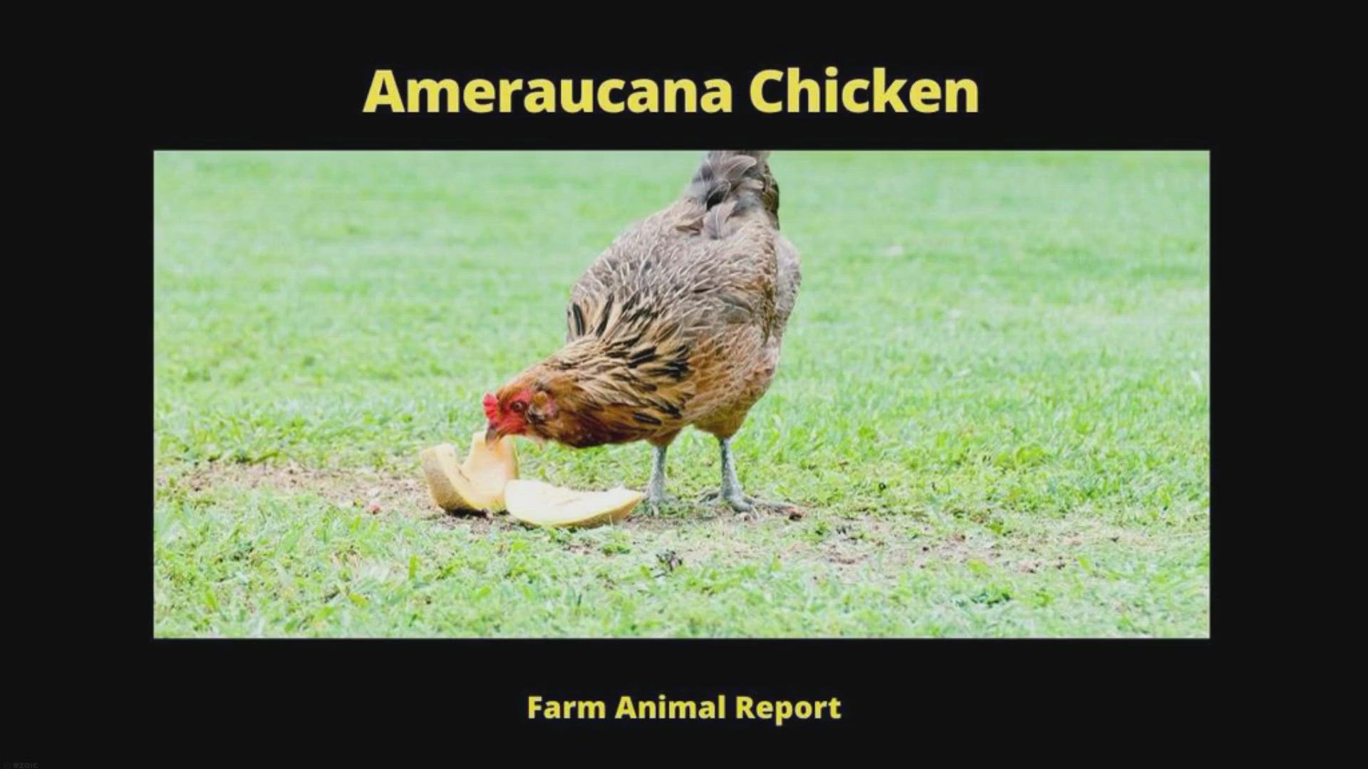 Video thumbnail for 7 Options: Ameraucana Chicken Color Chart (2024)