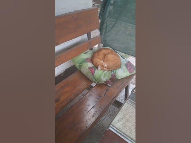 Video thumbnail for Happy cat😍😘🥰#shorts