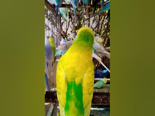 Video thumbnail for Toller Rufton für Wellensittiche, der ihn glücklich macht!!! #Vögel #Liebe #Papagei #lustig #vogel