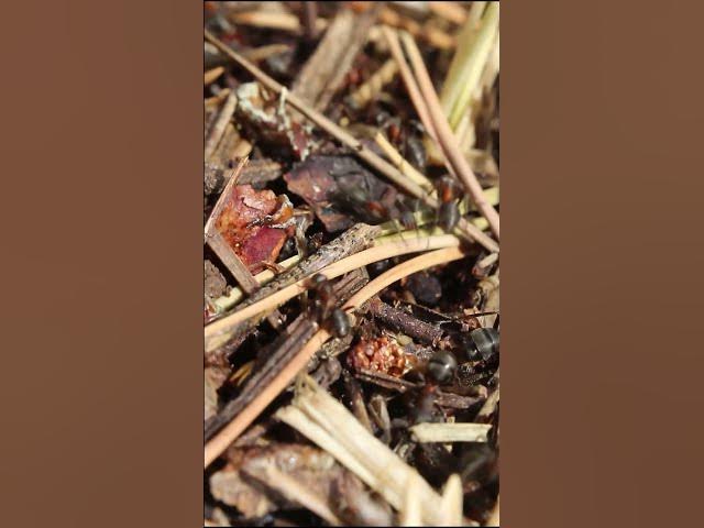 Video thumbnail for #Formica #sp re construyendo su nido🐜💪#shorts