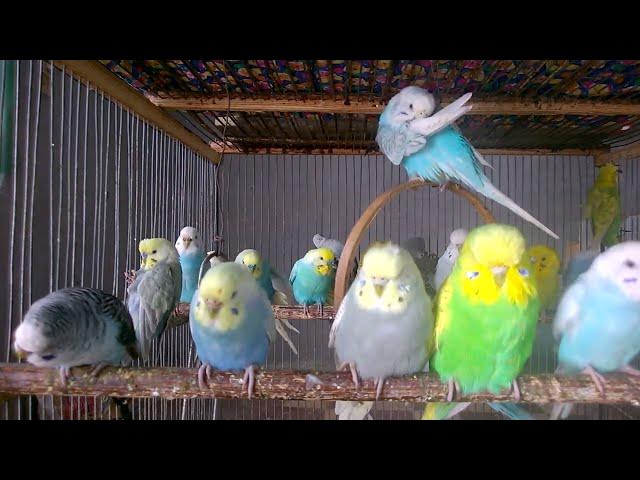 Video thumbnail for まるで生きているアート｜無音バードムービー