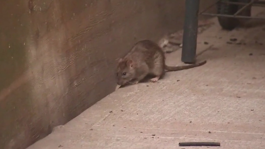 Video thumbnail for Inside NYC's new anti-rat campaign