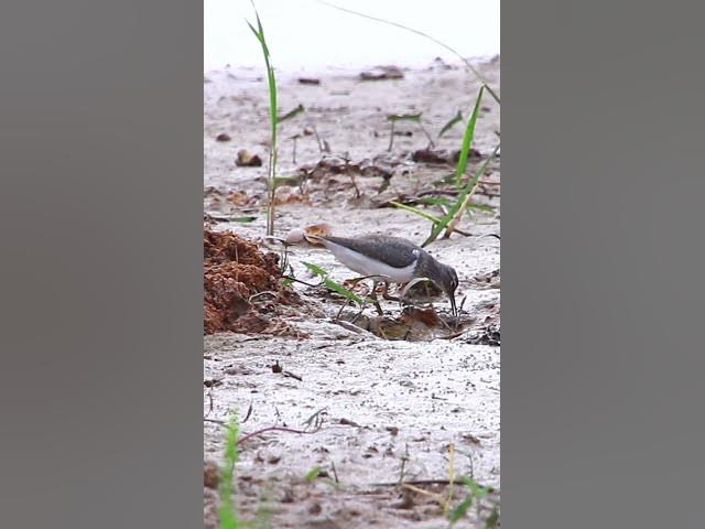 Video thumbnail for Bird eat here  #nest