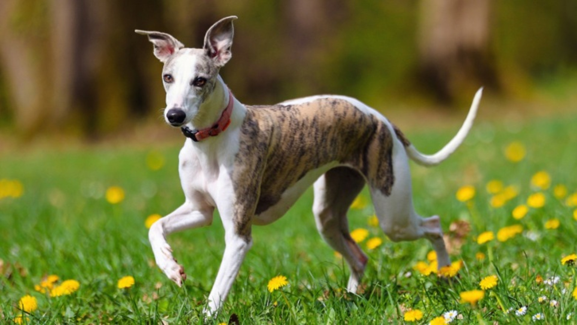 Video thumbnail for Dog Breeds That Are Perfect For Older Adults