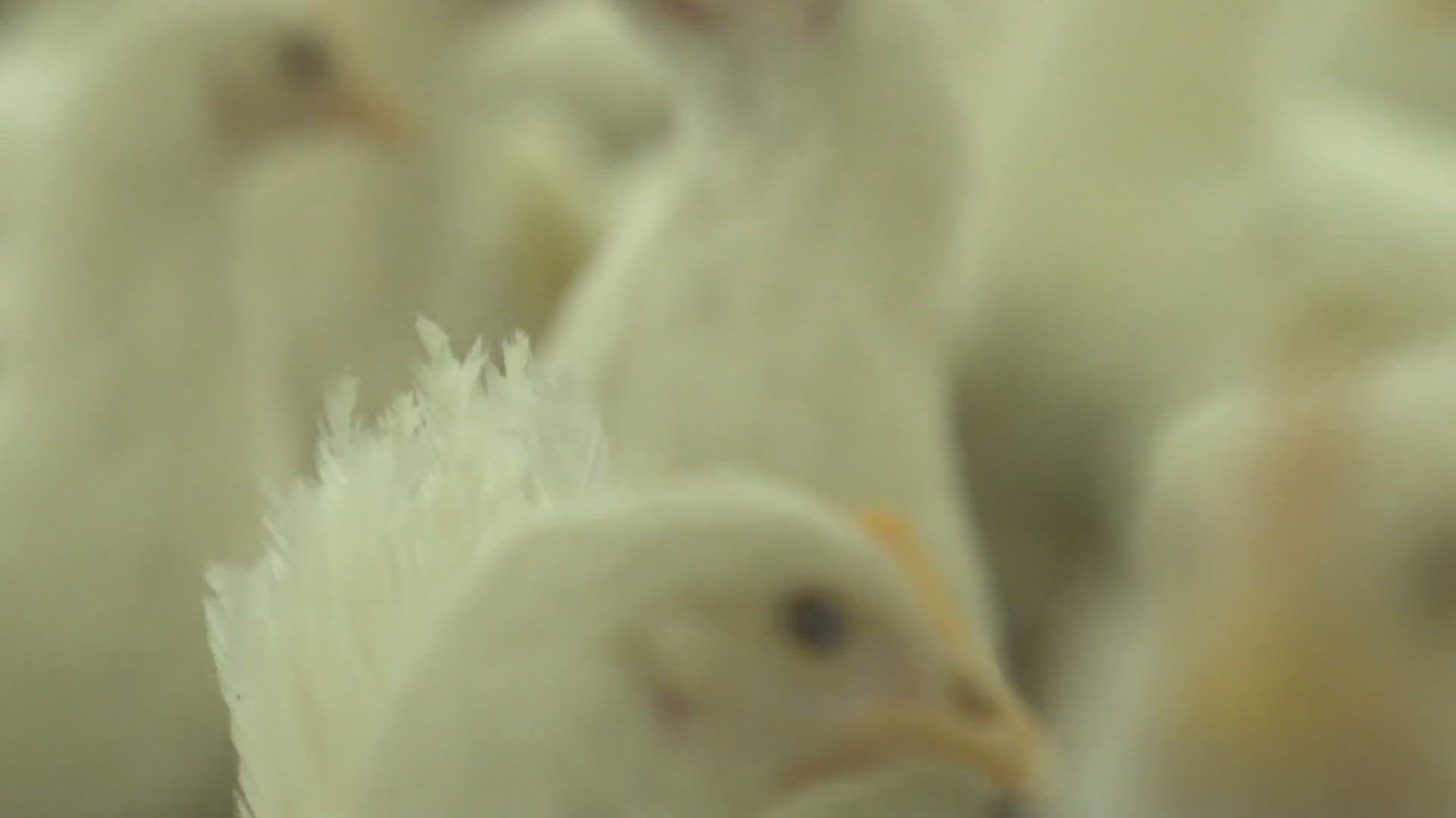 Video thumbnail for Protecting Your Flock: Common Chicken Diseases and Treatments