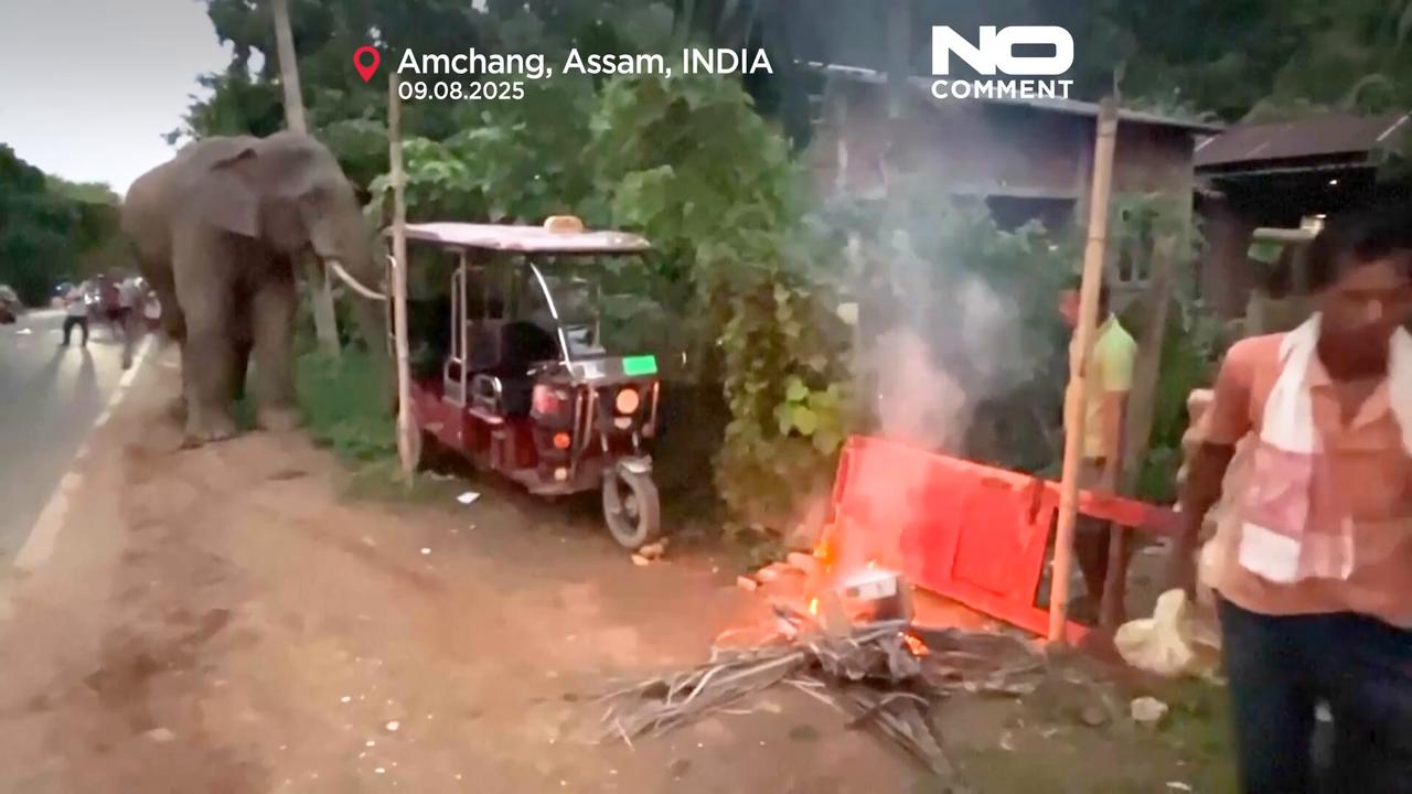 'Video thumbnail for Injured elephant repeatedly visits Indian village for food and water'