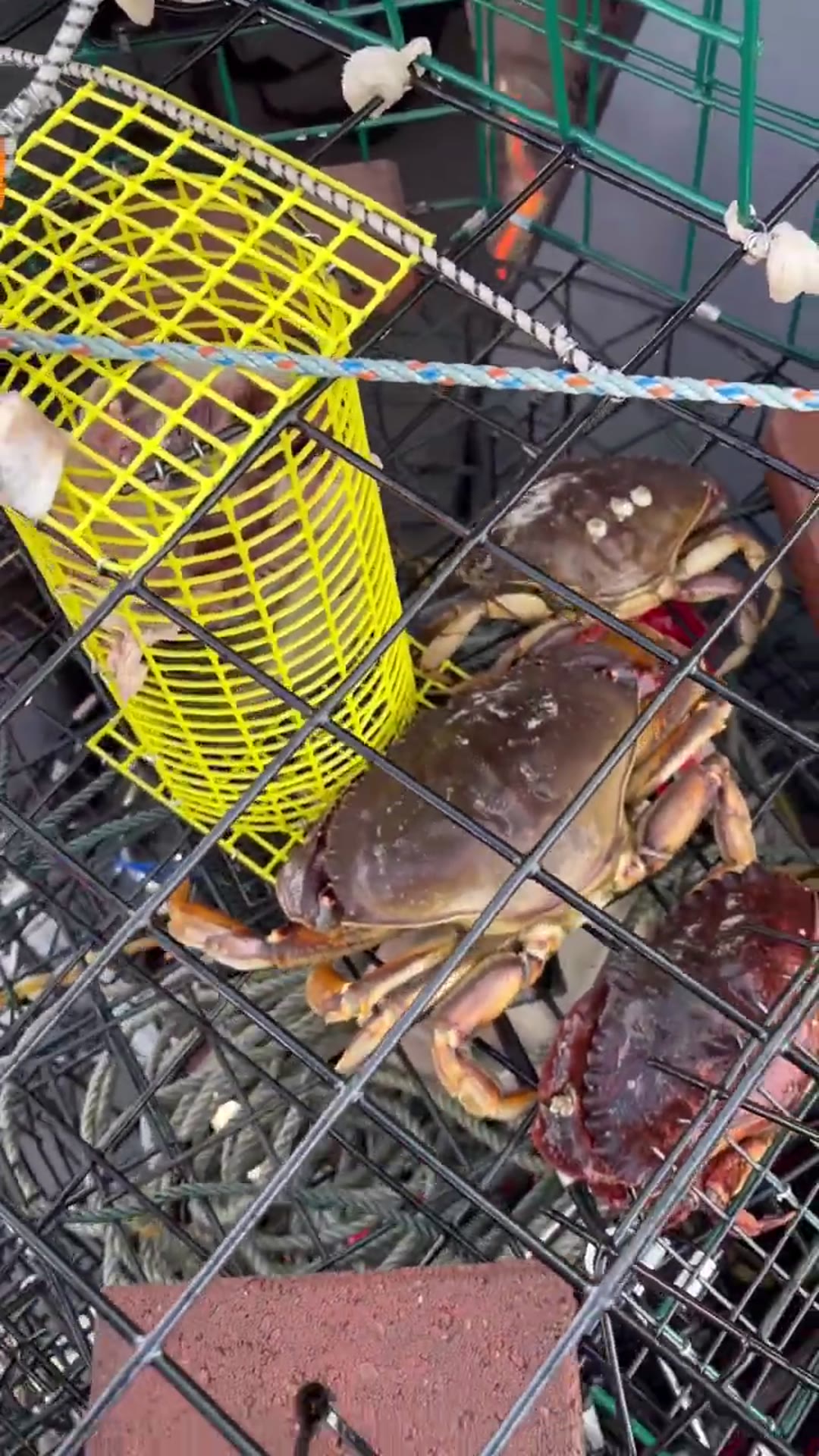 'Video thumbnail for Winter crabbing with short soaks is a challenge unless you drop right on them!'