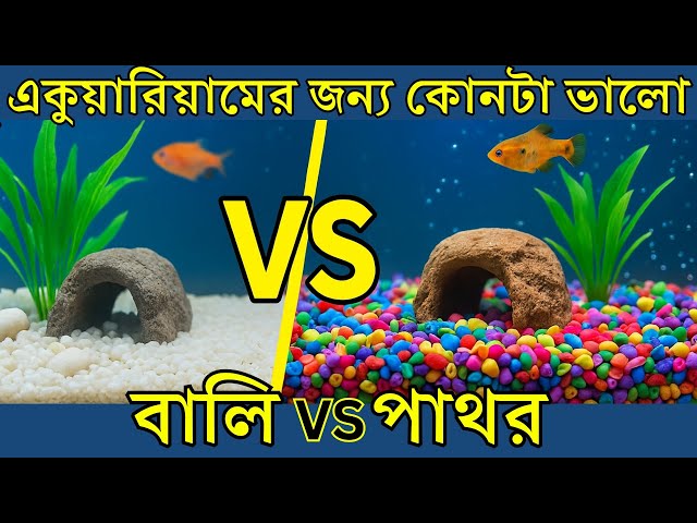 Video thumbnail for একুয়ারিয়ামের জন্য সবচেয়ে ভালো সাবস্ট্রেট কোনটা?  Which Substrate Is Better: Sand or Gravel ?