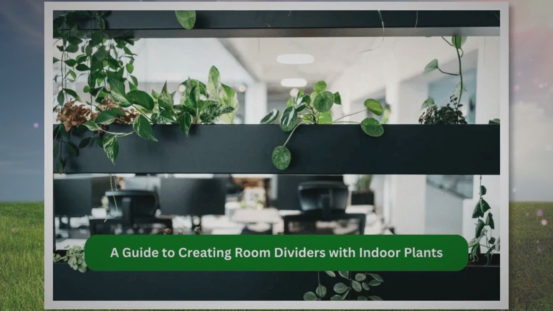 'Video thumbnail for A Guide to Creating Room Dividers with Indoor Plants'