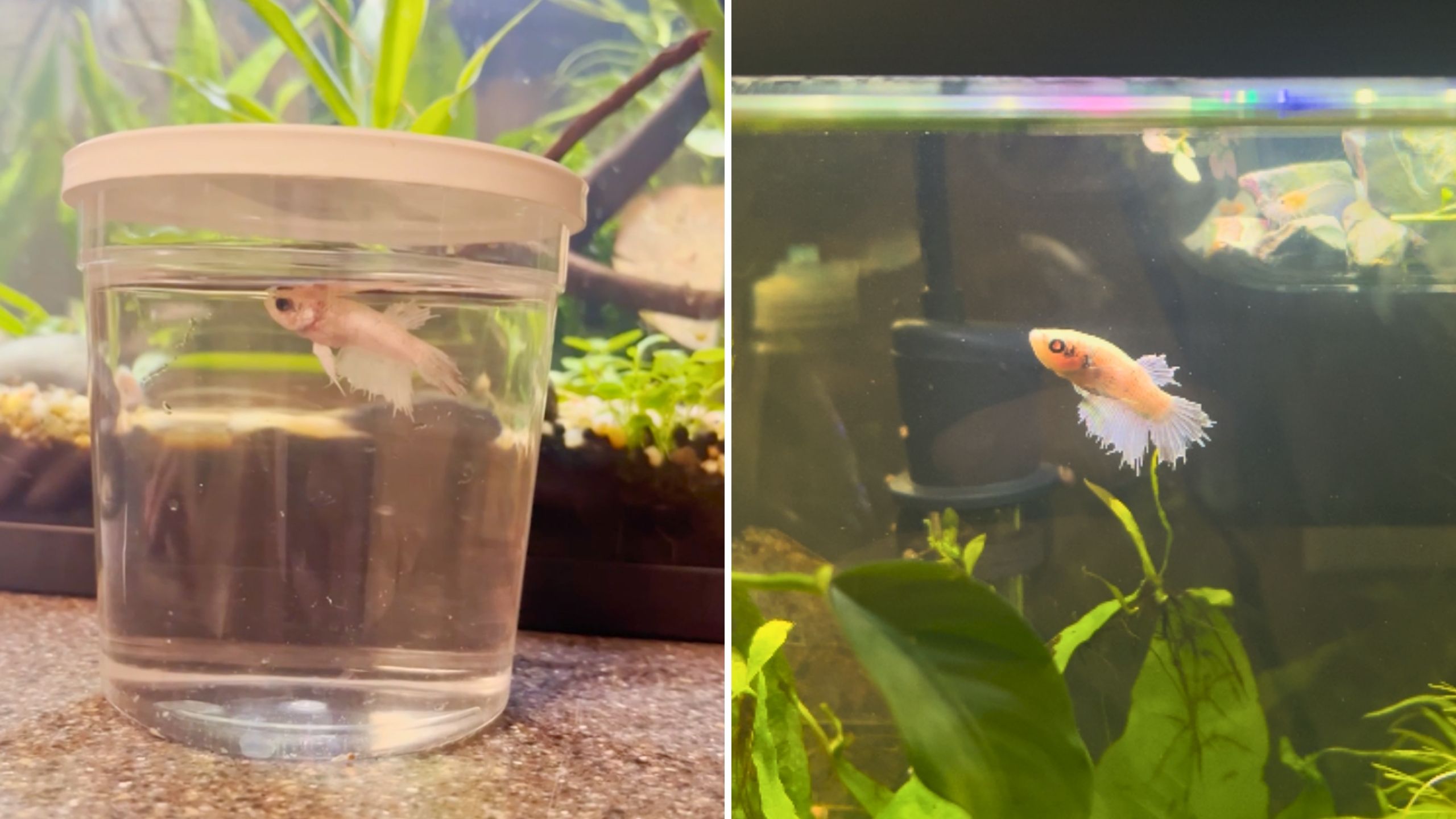 Video thumbnail for Kindhearted Woman Rescues Fish Who Had Been In Pet Store Cup For 520 Days And Gives It Amazing Life