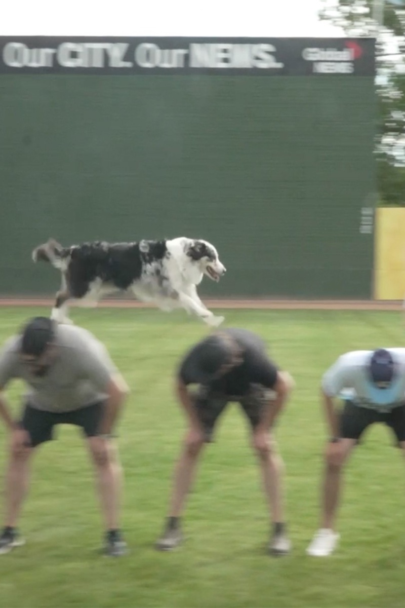 Video thumbnail for Most jumps between people by a dog in one minute - 56 by Chardonnay and human Jennifer Fraser