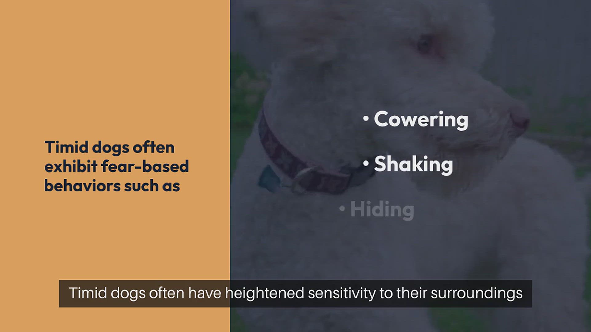 Video thumbnail for Training Timid Dogs