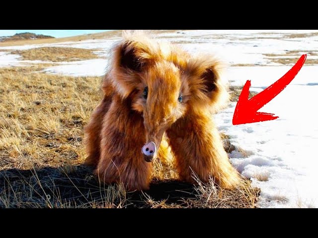 Video thumbnail for She Thought It Was a Lost Elephant — Then Scientists Called It Impossible!