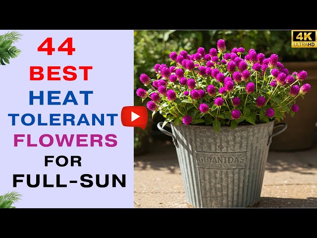 Video thumbnail for 44 Best Heat Tolerant Flowers for Full Sun | Flowers That Thrive In Full Sun